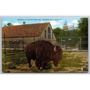 Postcard Michigan Traverse City Buffalo at Clinch Park Zoo Bison Linen c1940s MI